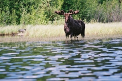 p16-claire-lake-moose