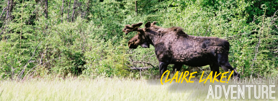 Claire Lake Gallery Moose Leaving