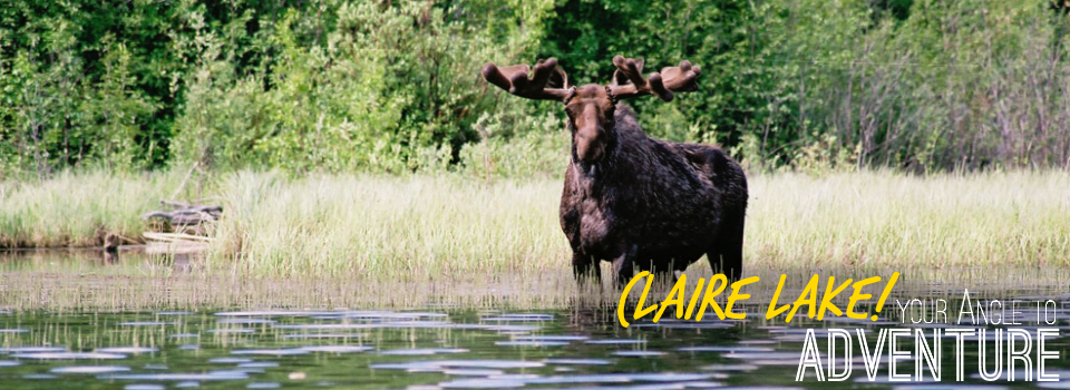 Claire Lake Gallery Moose