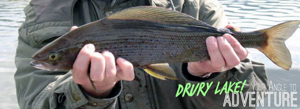 Drury Angle Gallery Fish