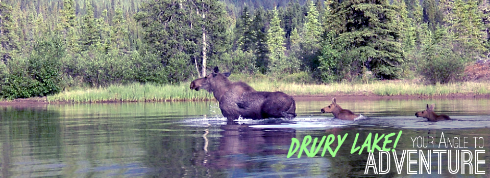 Drury Angle Gallery Moose