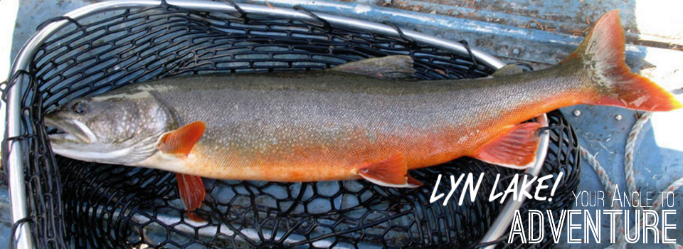 Lyn Angle Lake Gallery Catch