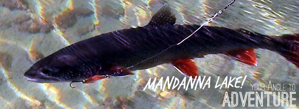 Mandanna Angle  Fish Gallery