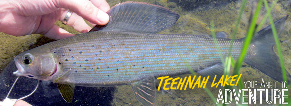 Teehnah Angle Fish