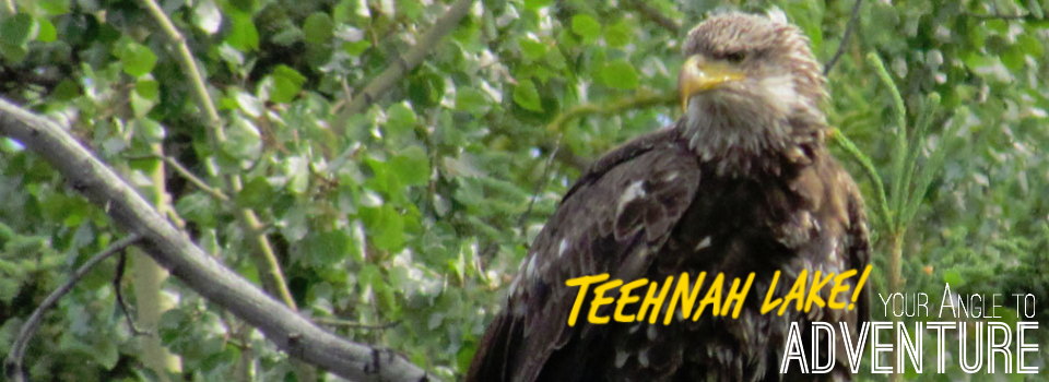 Teehnah Angle Gallery Eagle