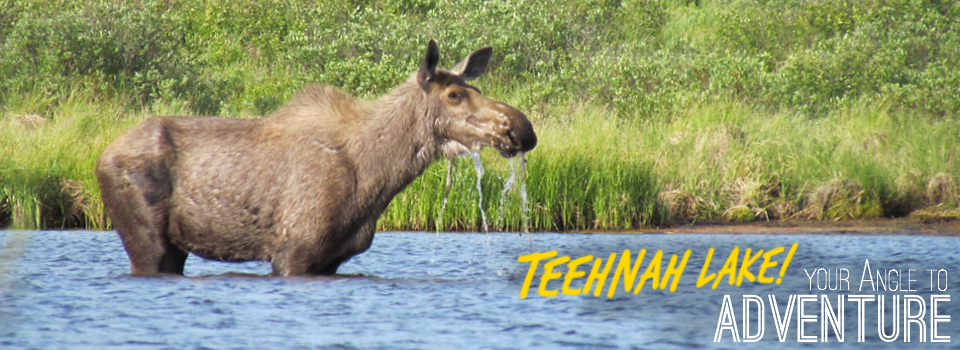 Teehnah Angle Gallery Moose