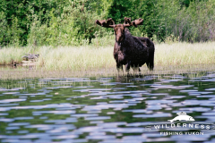 Claire Lake Moose