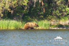 Teehnah Lake Bear