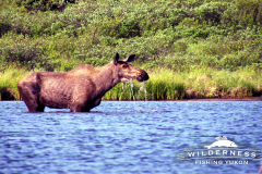 Teehnah Lake Moose