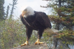 eagle3